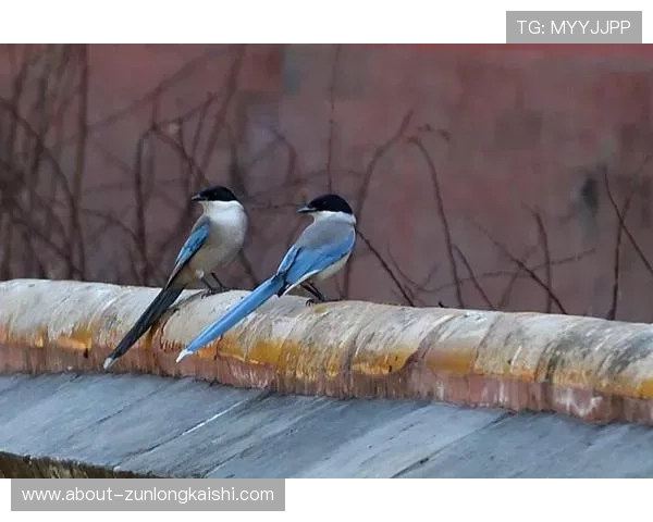尊龙人生就是博爱：践行善行传递温暖的真实写照
